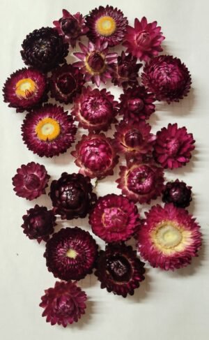 20250721_185331 Immortelles pourpres séchées