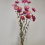 20250811_165650 Acroclinium rose