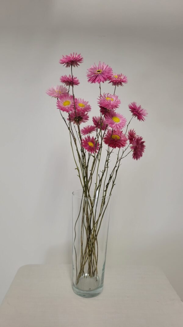 20250811_165650 Acroclinium rose