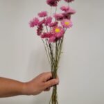 20250811_165832 Acroclinium rose