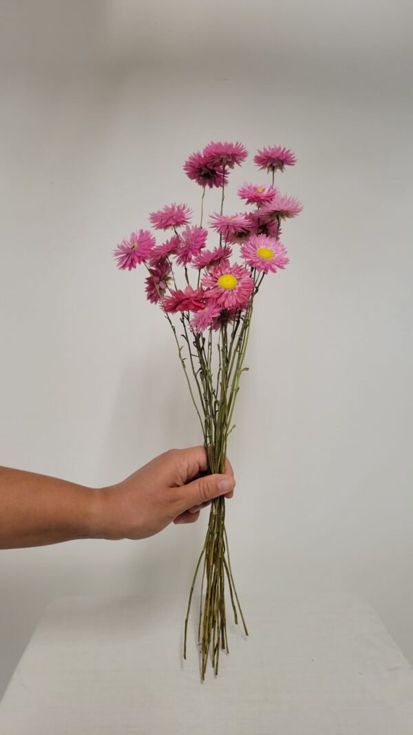 20250811_165832 Acroclinium rose