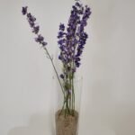 Pied d'alouette bleu