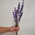 Pied d'alouette bleu