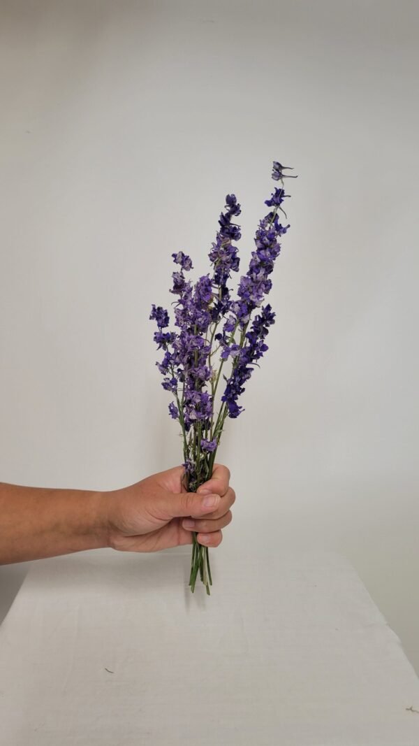 Pied d'alouette bleu