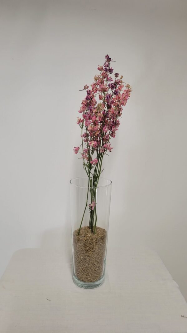 20250811_171603 Pied d'alouette rose