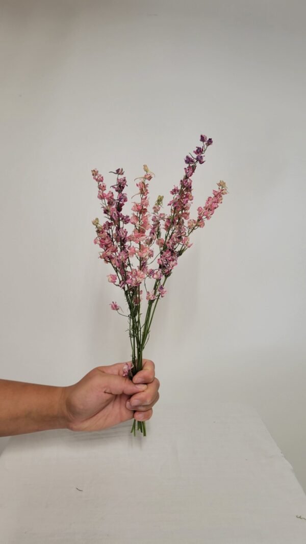 20250811_171617 Pied d'alouette rose