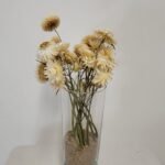 20250811_171817 Immortelle blanche