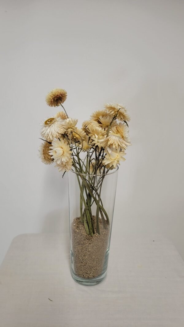 20250811_171817 Immortelle blanche