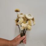 20250811_171827 Immortelle blanche