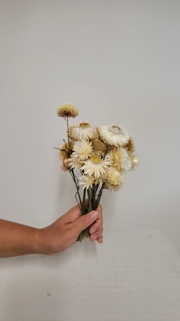 20250811_171827 Immortelle blanche