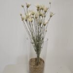 20250811_172244 Immortelle de Belleville blanc