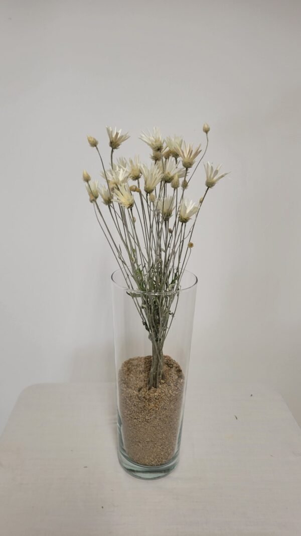 20250811_172244 Immortelle de Belleville blanc