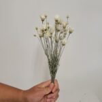 20250811_172255 Immortelle de Belleville blanc