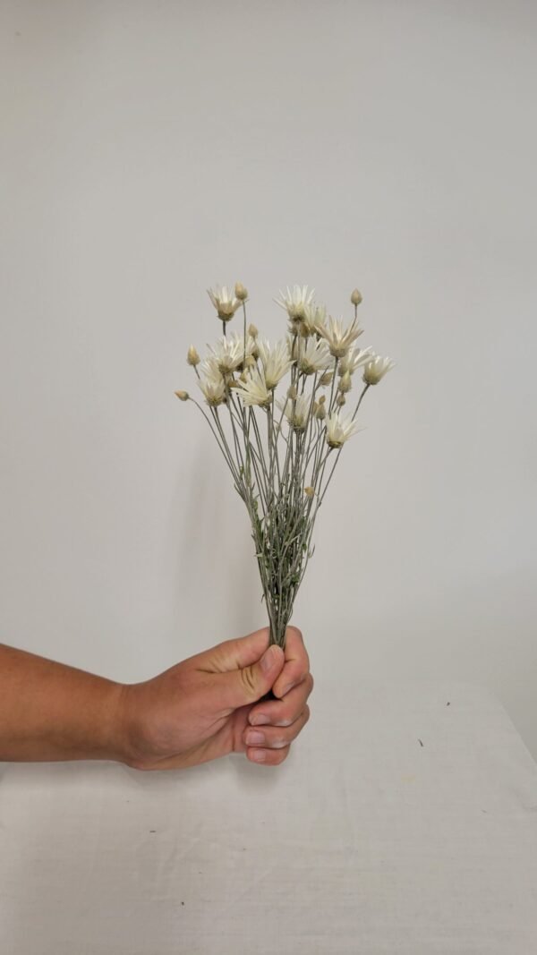 20250811_172255 Immortelle de Belleville blanc