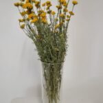 20250811_172423 Lonas