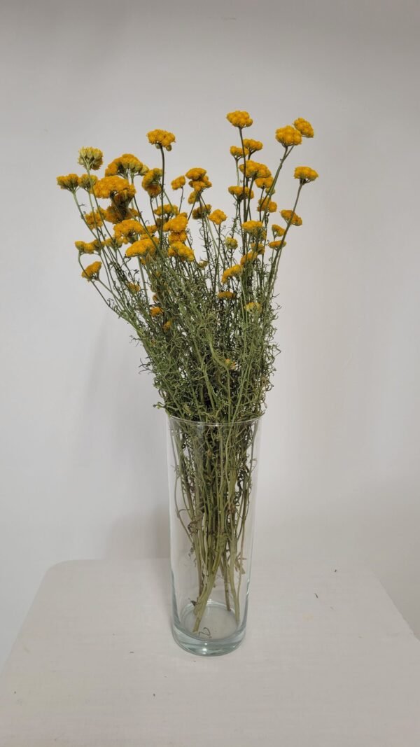 20250811_172423 Lonas