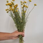 20250811_172436 Lonas