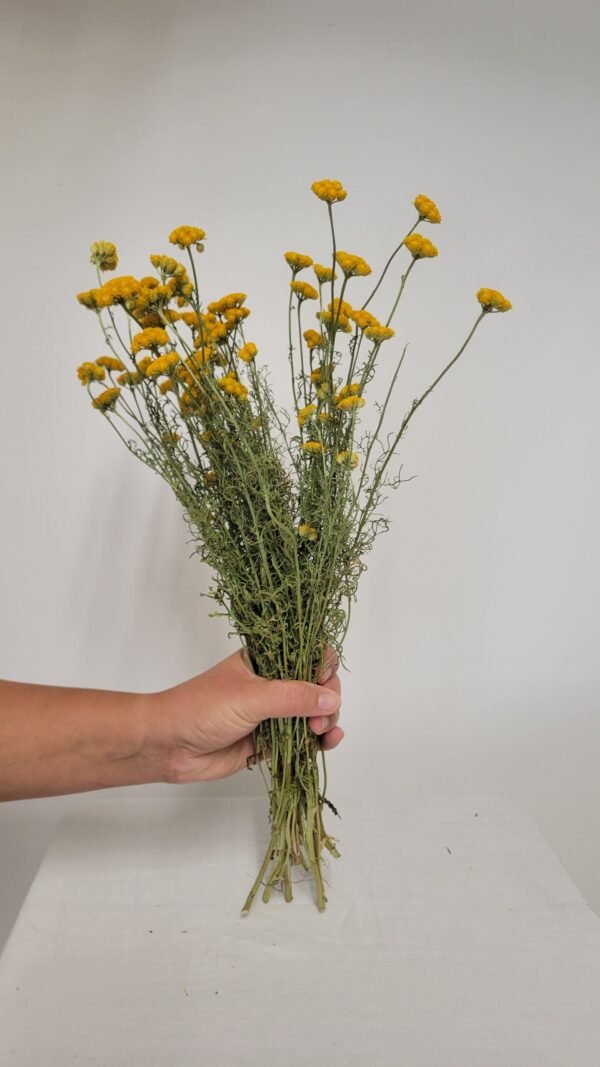 20250811_172436 Lonas