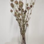 20250811_172711 Nigelle de Damas