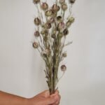 20250811_172837 Nigelle de Damas