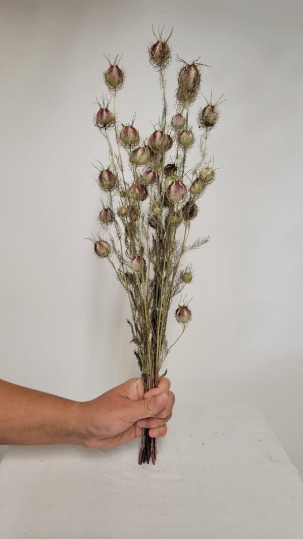 20250811_172837 Nigelle de Damas