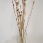 20250811_173200 Pavot