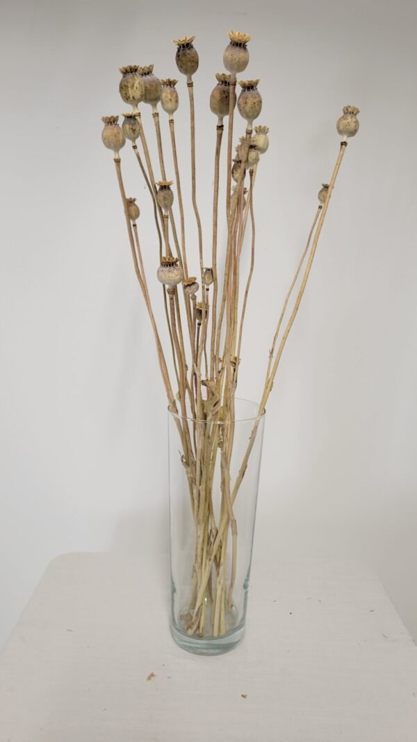 20250811_173200 Pavot