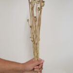 20250811_173220 Pavot