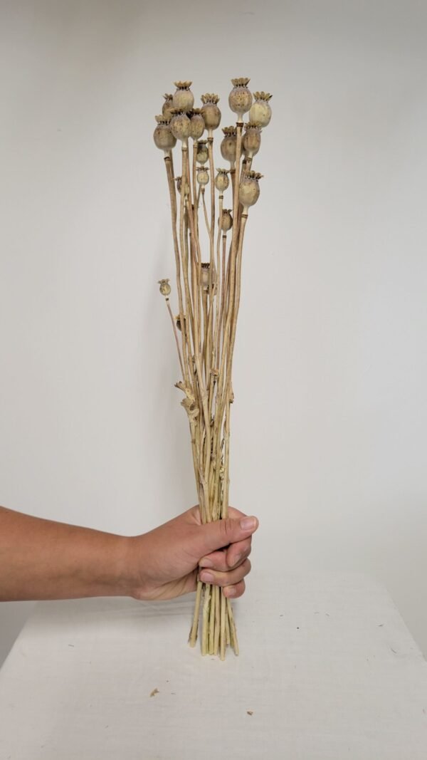 20250811_173220 Pavot