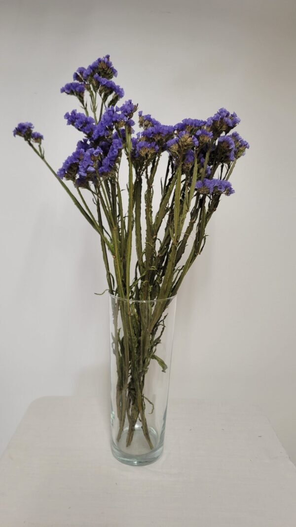 20250811_173532 Statice bleu