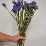 20250811_173540 Statice bleu