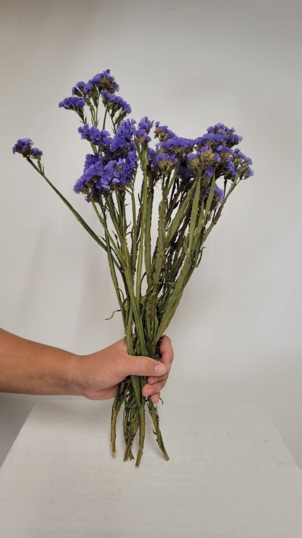 20250811_173540 Statice bleu