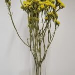 20250811_173715 Statice jaune