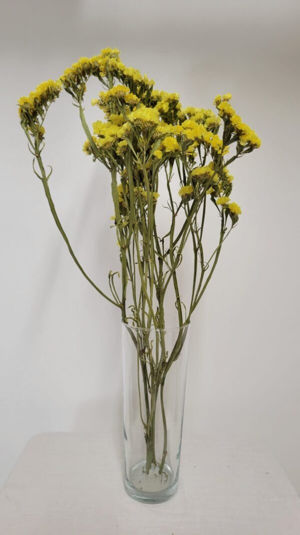 20250811_173715 Statice jaune