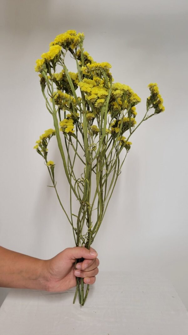 20250811_173724 Statice jaune