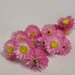 Acroclinium rose