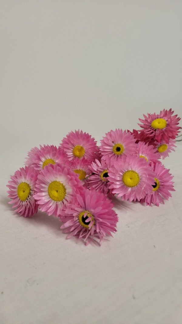 20250811_173929 Botte d'acroclinium séchée