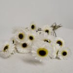 Botte d'acroclinium séchée