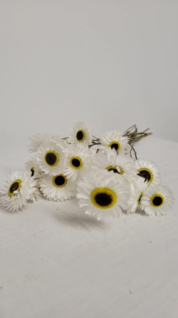 Botte d'acroclinium séchée