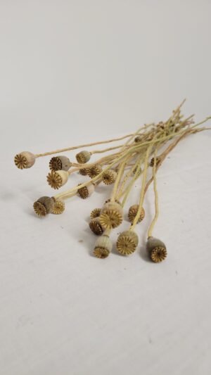 Coquelicot Coquelicot