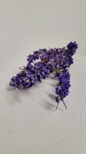 20250811_174108 Pied d'alouette