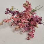 20250811_174159 Pied d'alouette