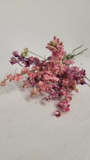 20250811_174159 Pied d'alouette