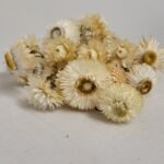 20250811_174243 Immortelle blanche