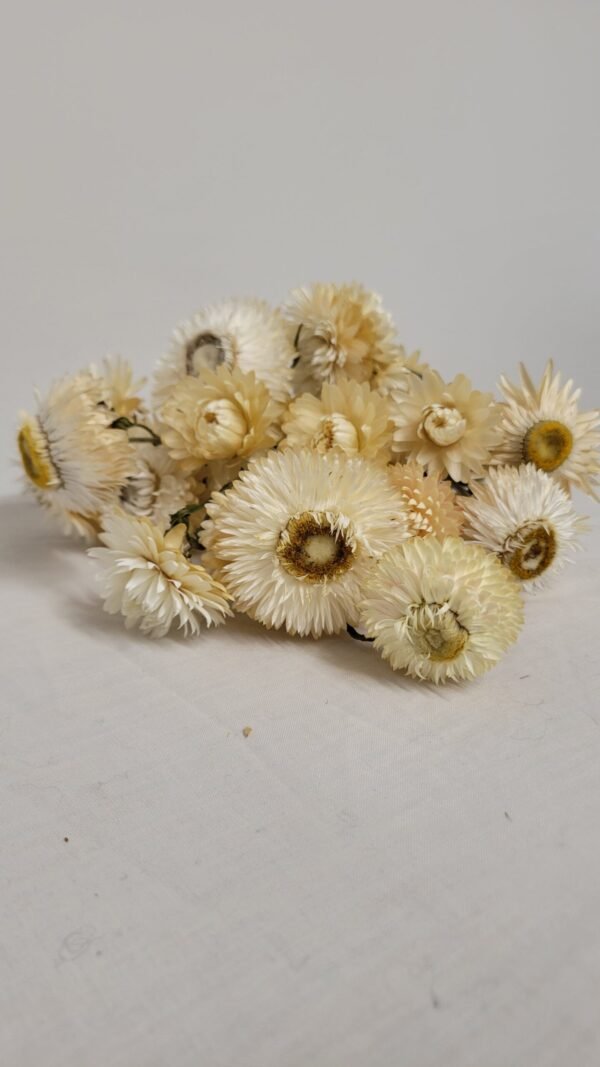 20250811_174243 Immortelle blanche