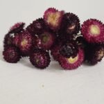 Immortelles pourpres