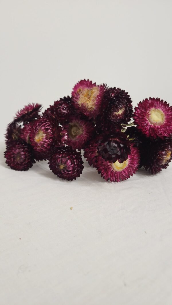 Immortelles pourpres