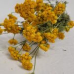 20250811_174457 Lonas