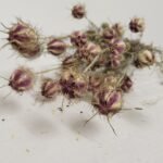 20250811_174514 Nigelle de Damas