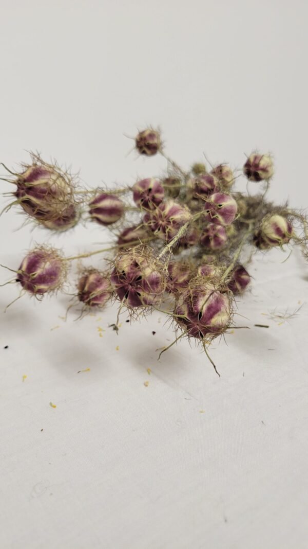 20250811_174514 Nigelle de Damas